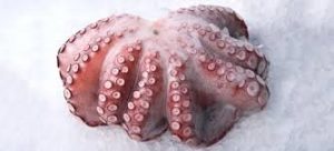 Octopus +/- 1,300 kg